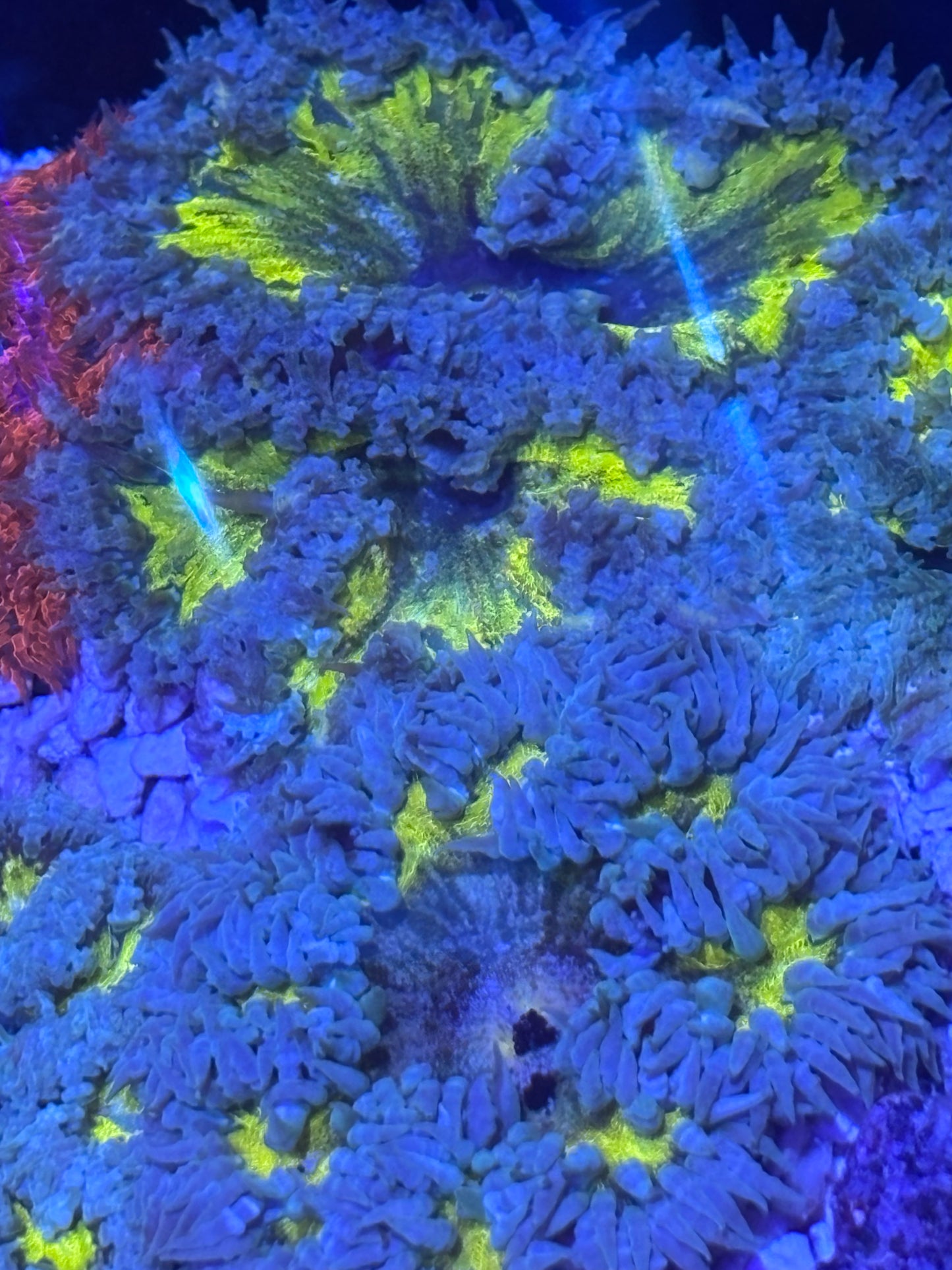 Assorted rock flower nems yellow