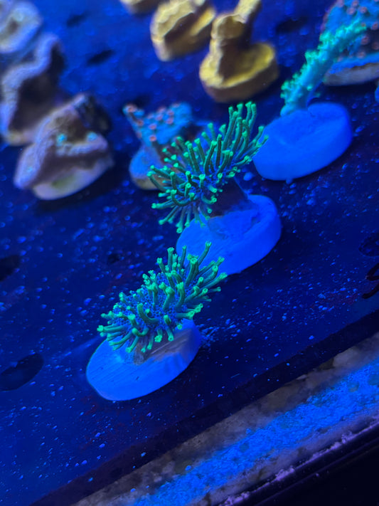 Toad stool long polyp