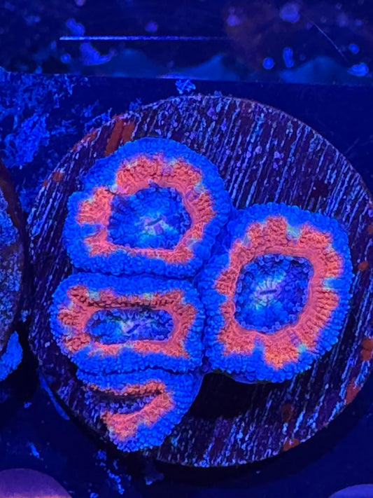 Ultra acan