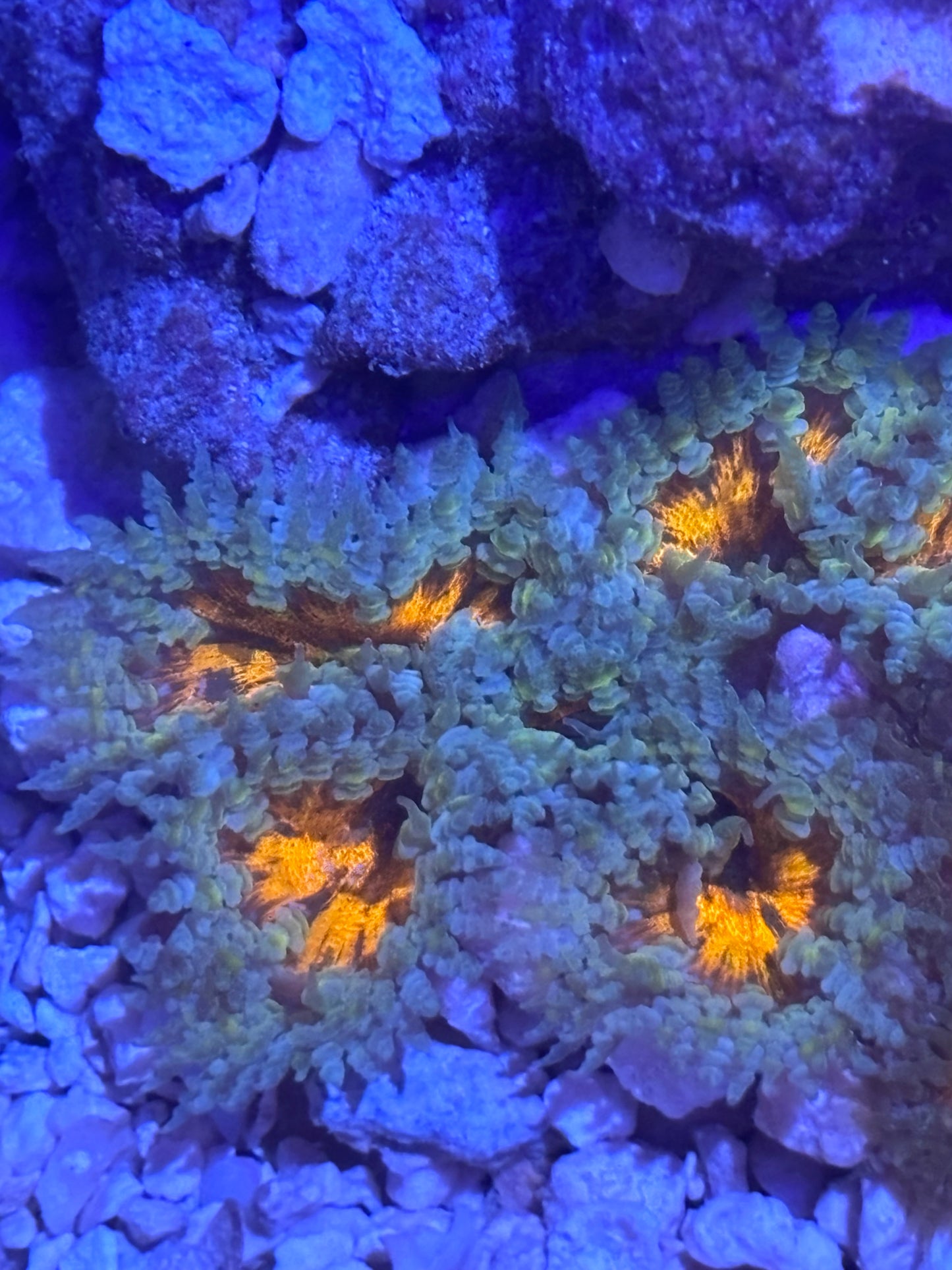 Assorted rock flowers (orange)