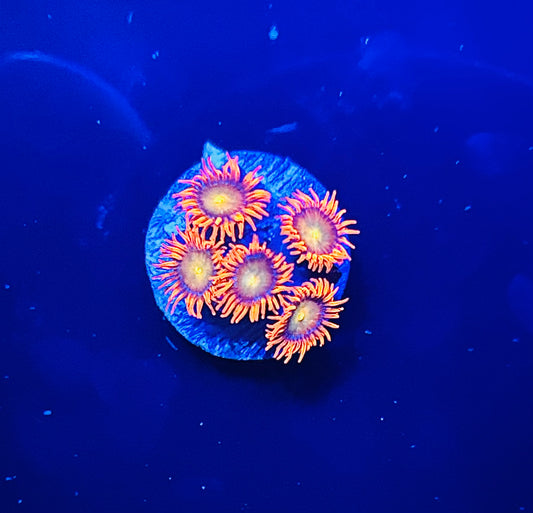 NSC extreme mandarin orange Zoa