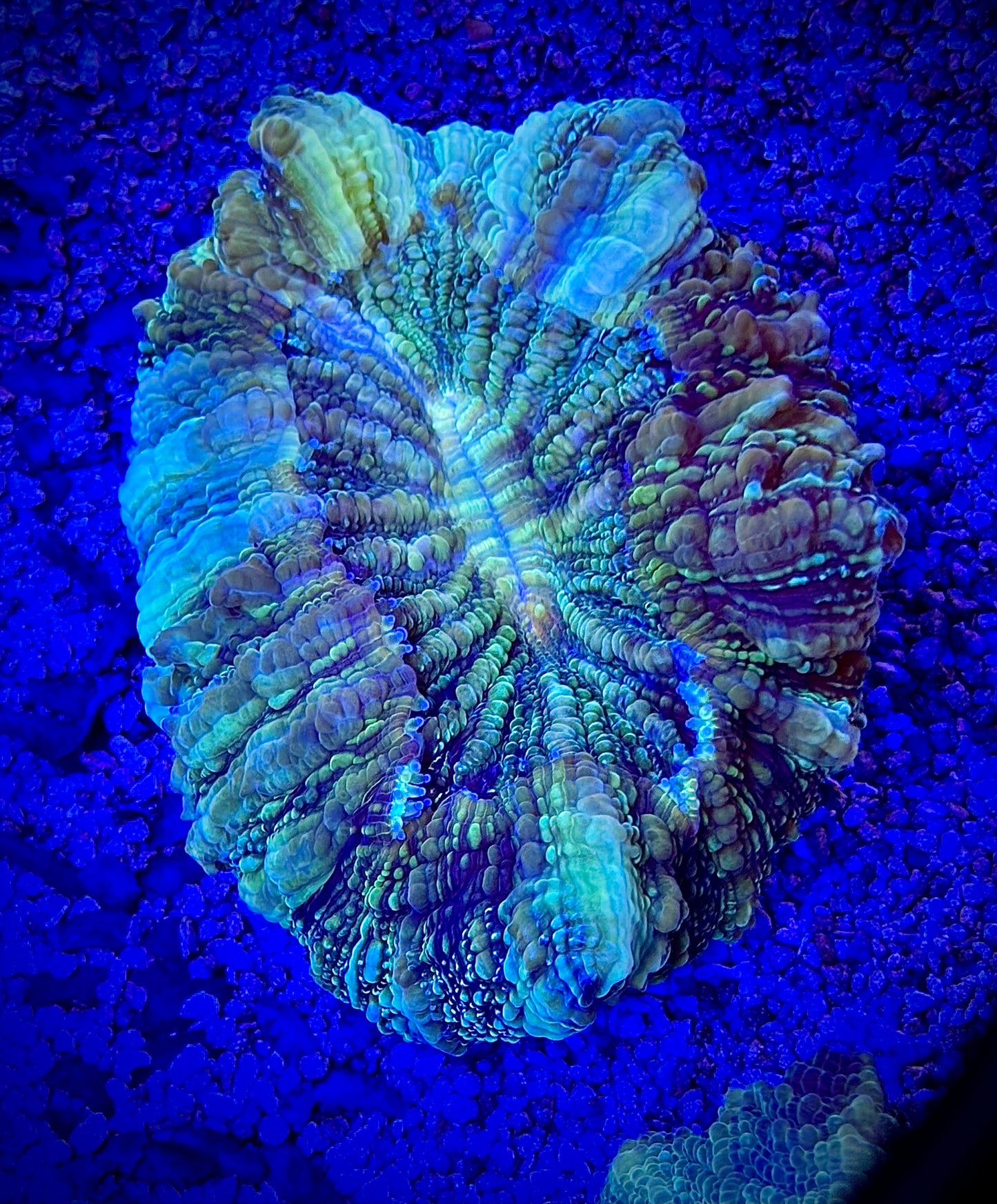 Acantho