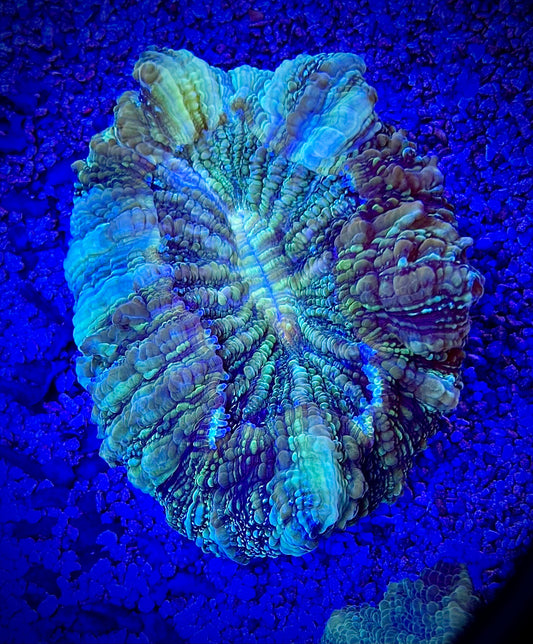 Acantho