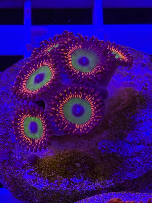 Bowser zoa