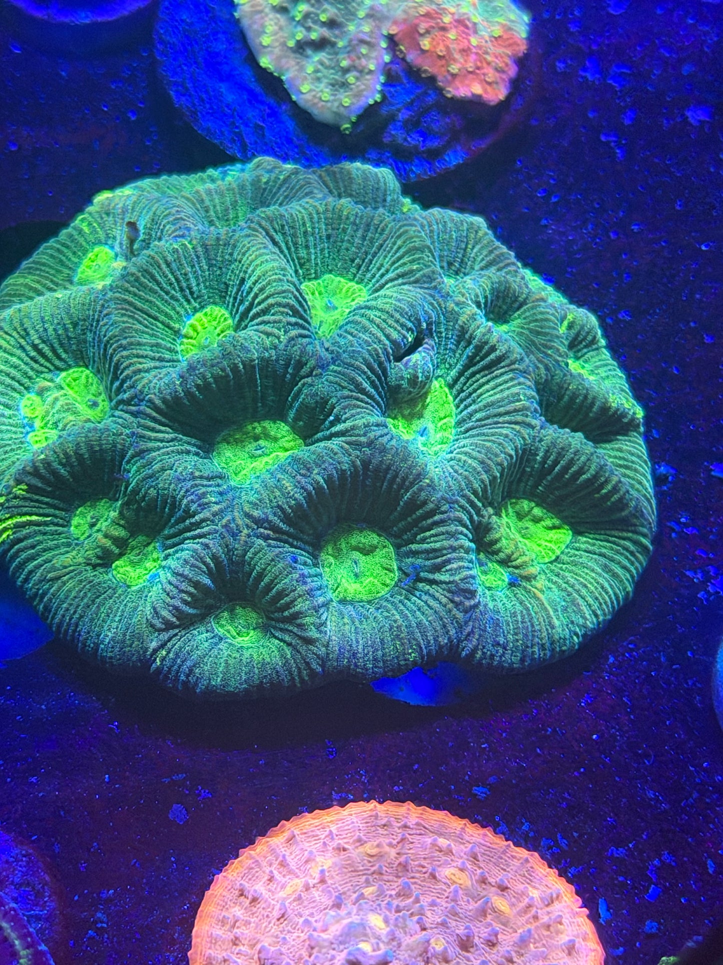 Aussie Green Goniastrea