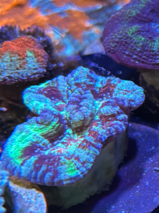 Rainbow wilsoni