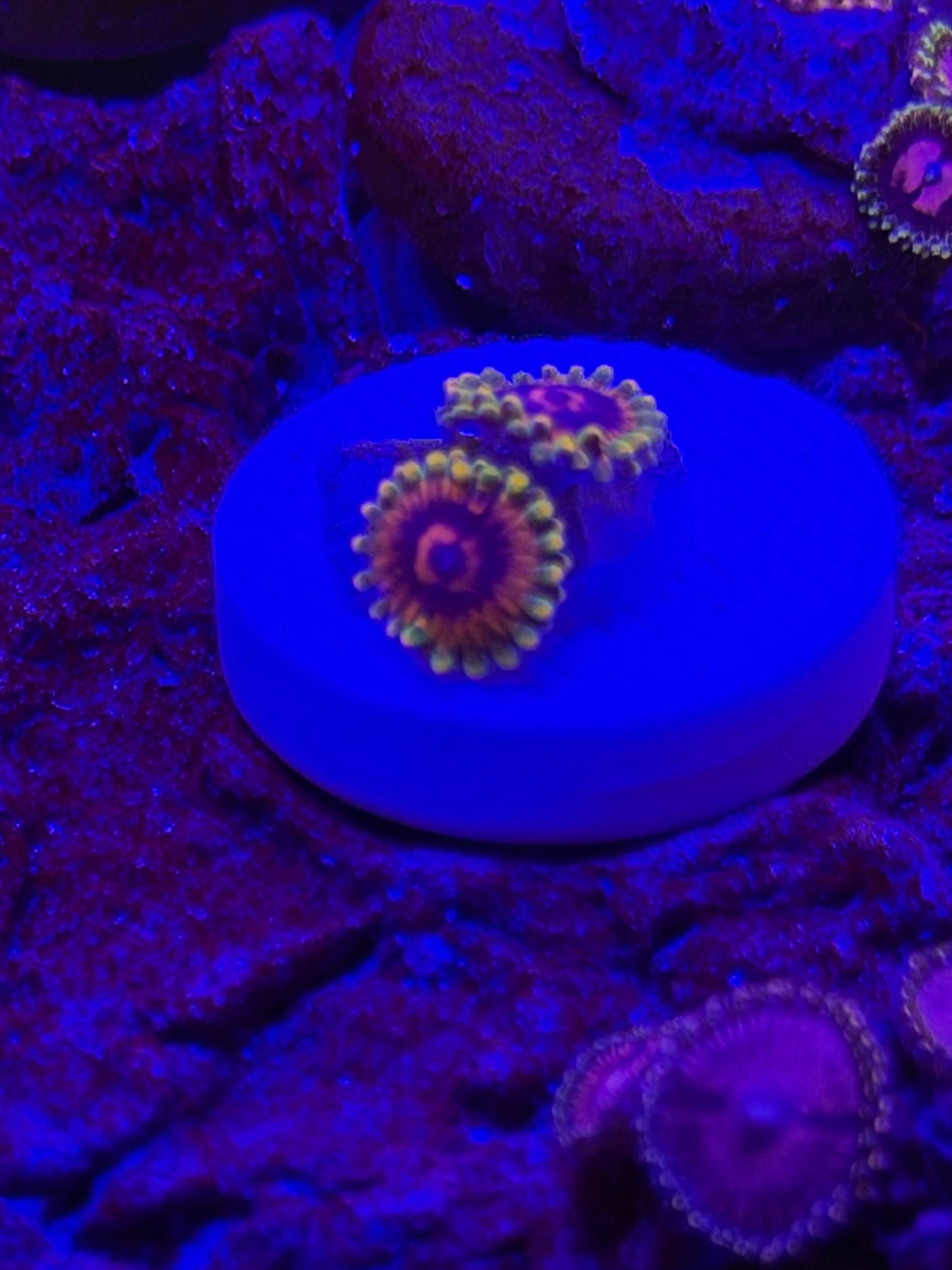 Jedi mind trick Zoa