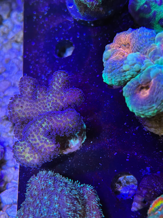 Birds of paradise birdsnest