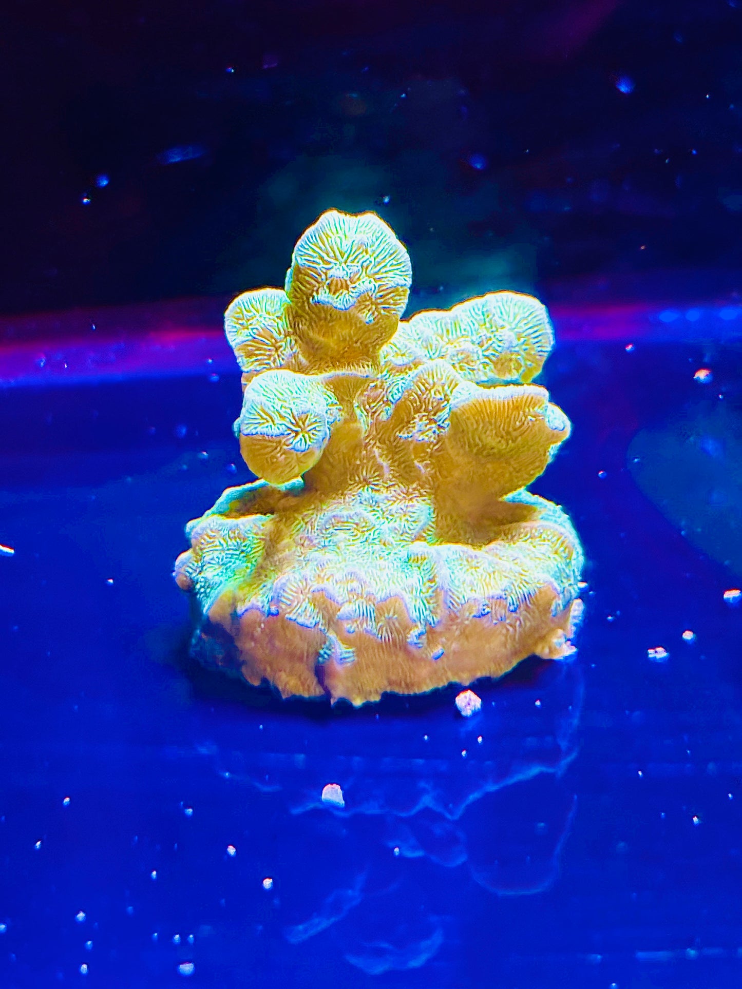 Cactus coral￼