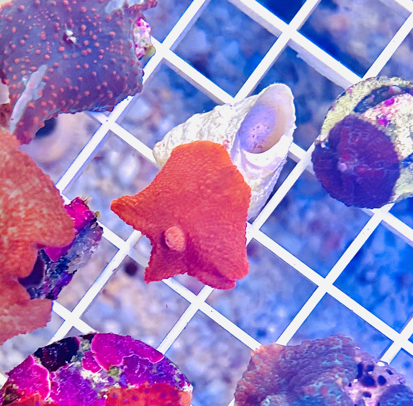 Orange disco mushroom