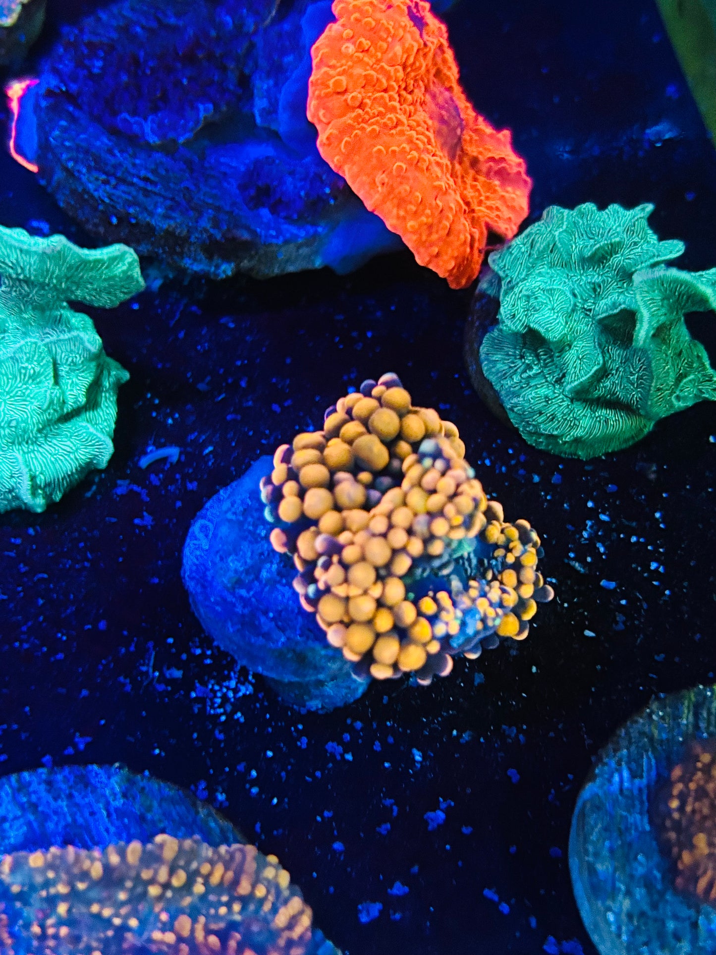 Orange Yuma mushroom