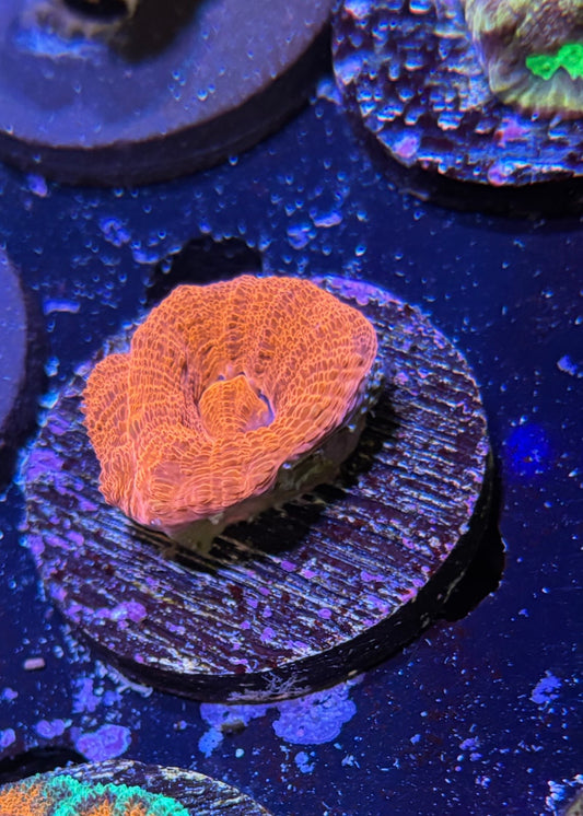 Neon orange bowerbanki