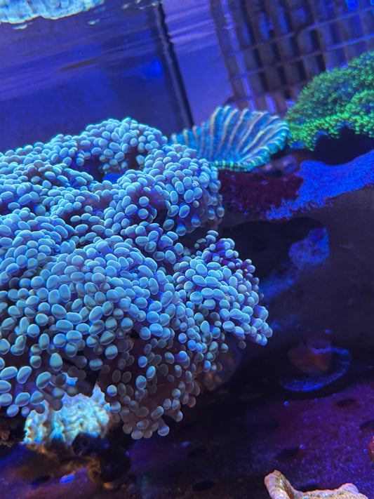 2 headed gold hammer