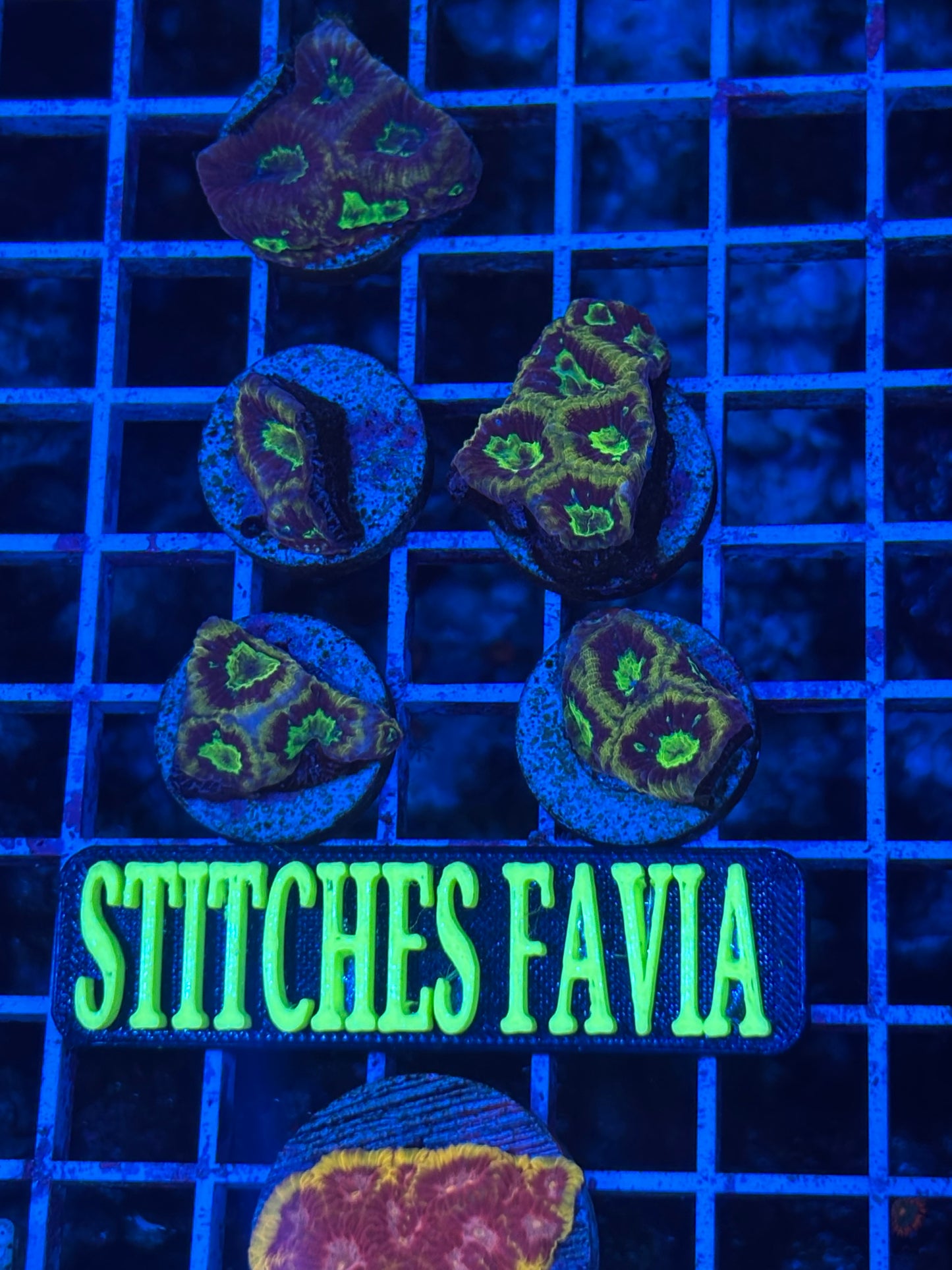 Stitches favia