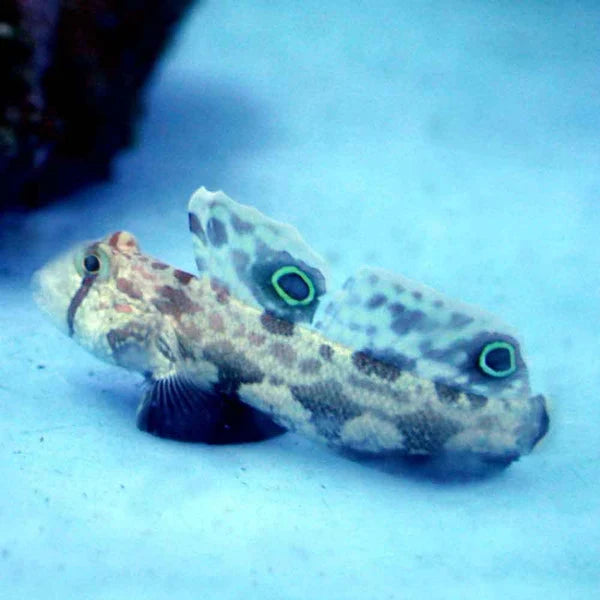 Two spot goby.