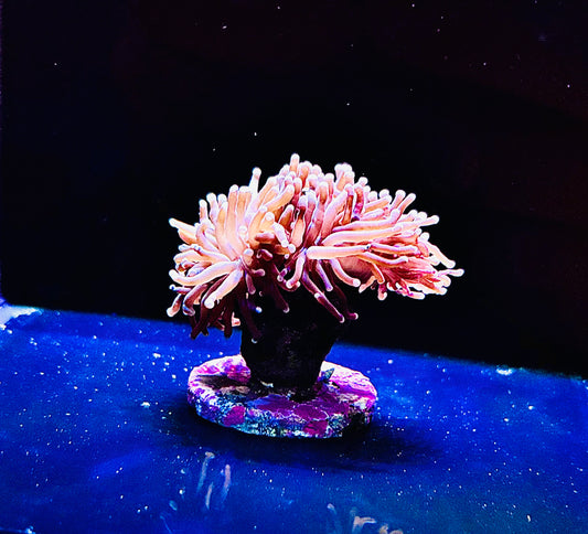 Black light torch