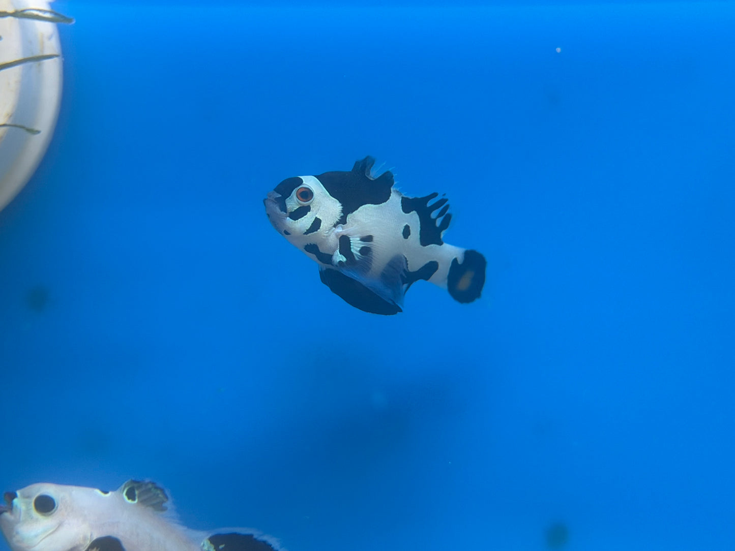 Long fin storm clownfish