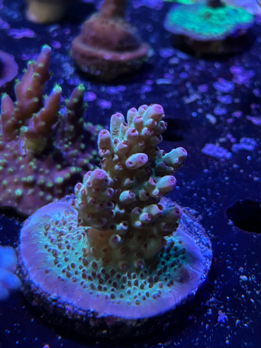 Strawberry shortcake acro