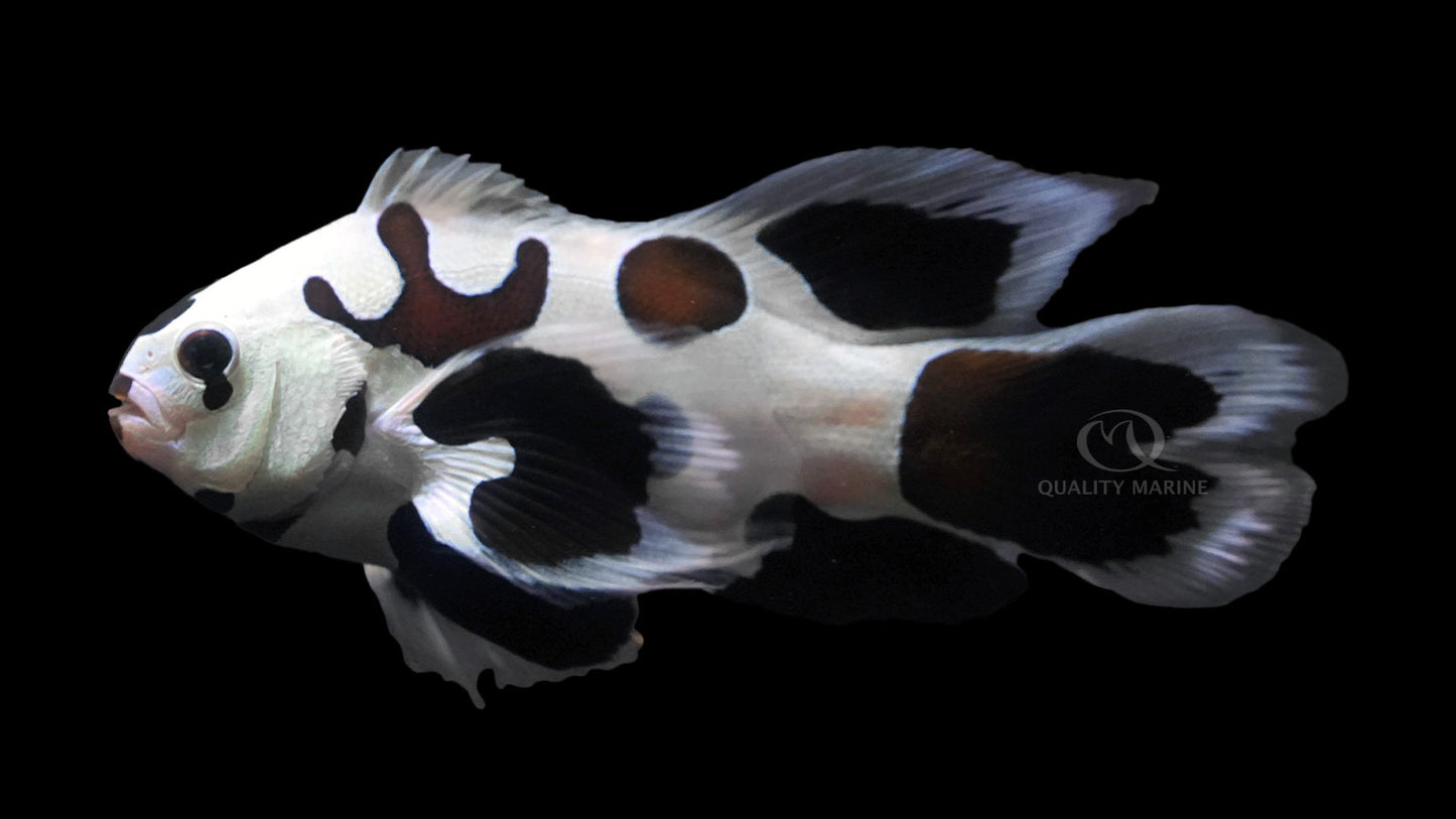 Long fin storm clownfish