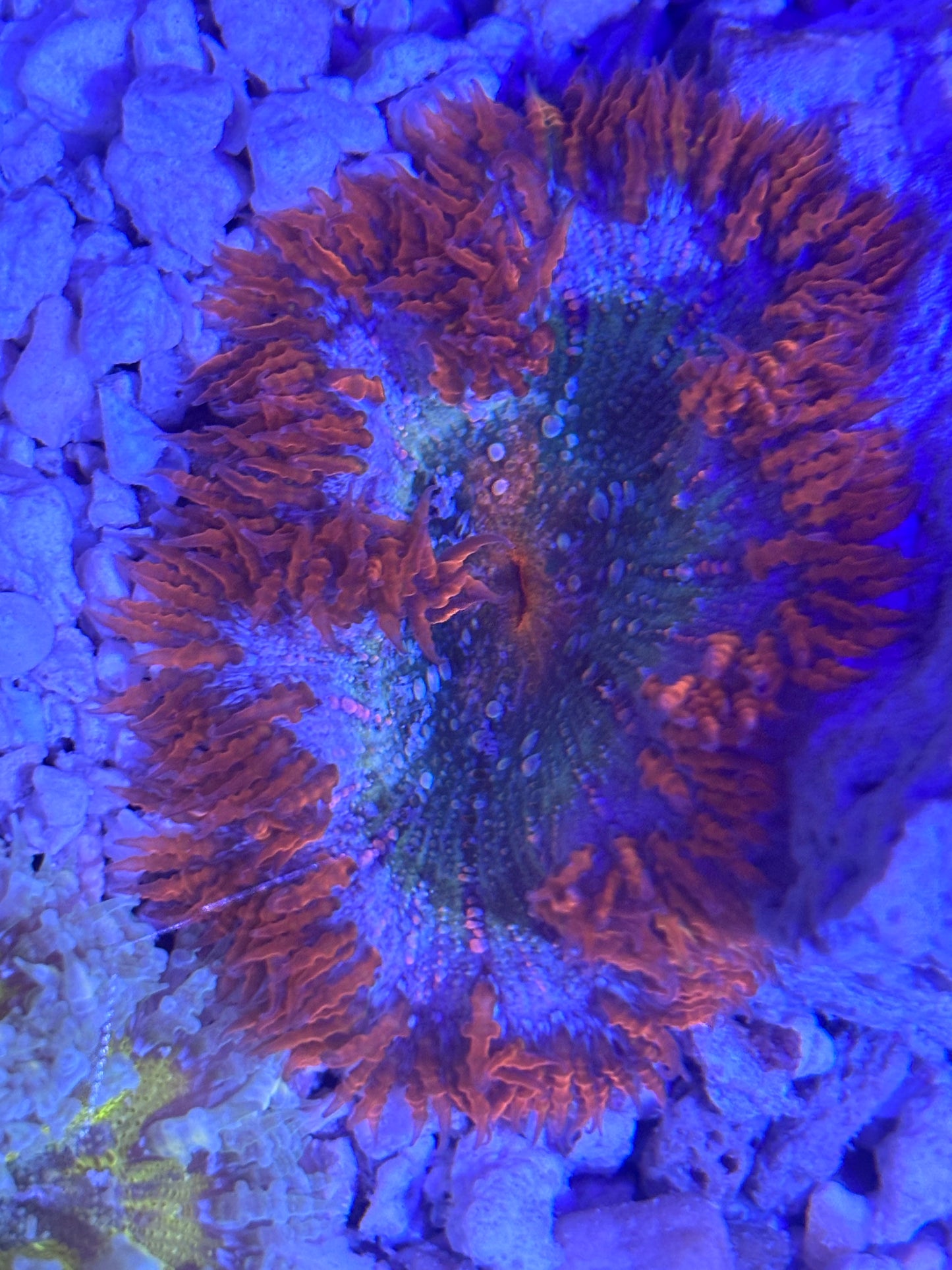Assorted rock flower nem  red