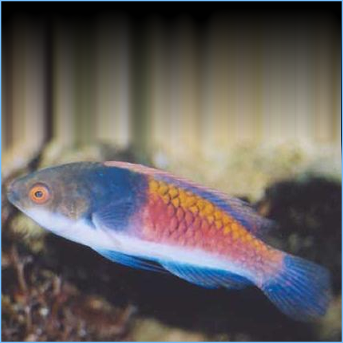 Blue sided wrasse