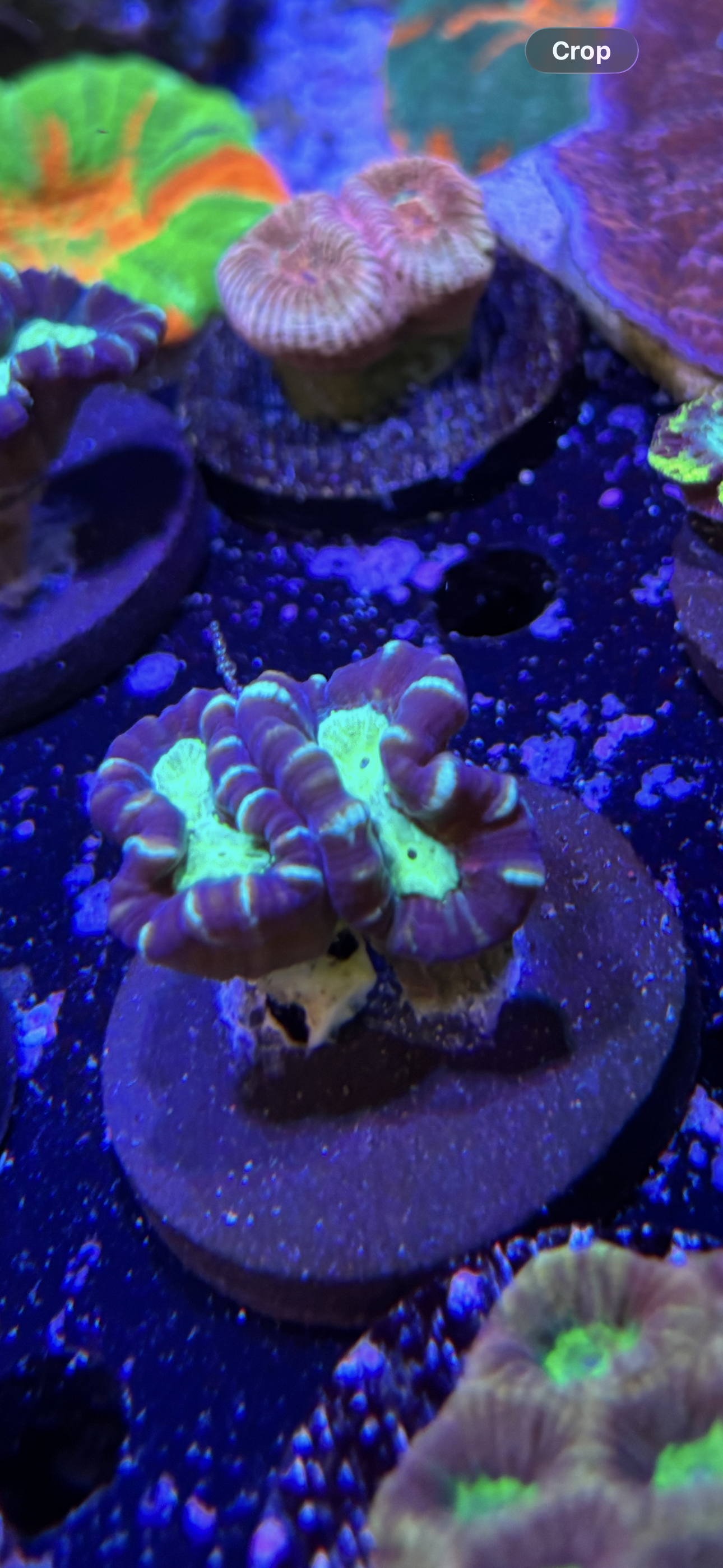 Trumpet Coral ￼