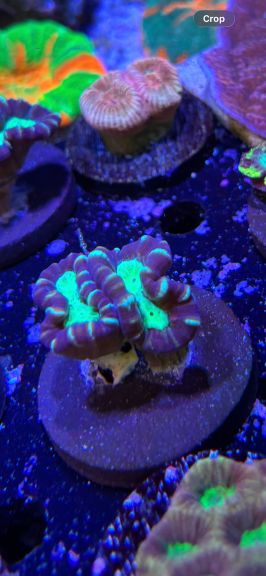 Trumpet Coral ￼