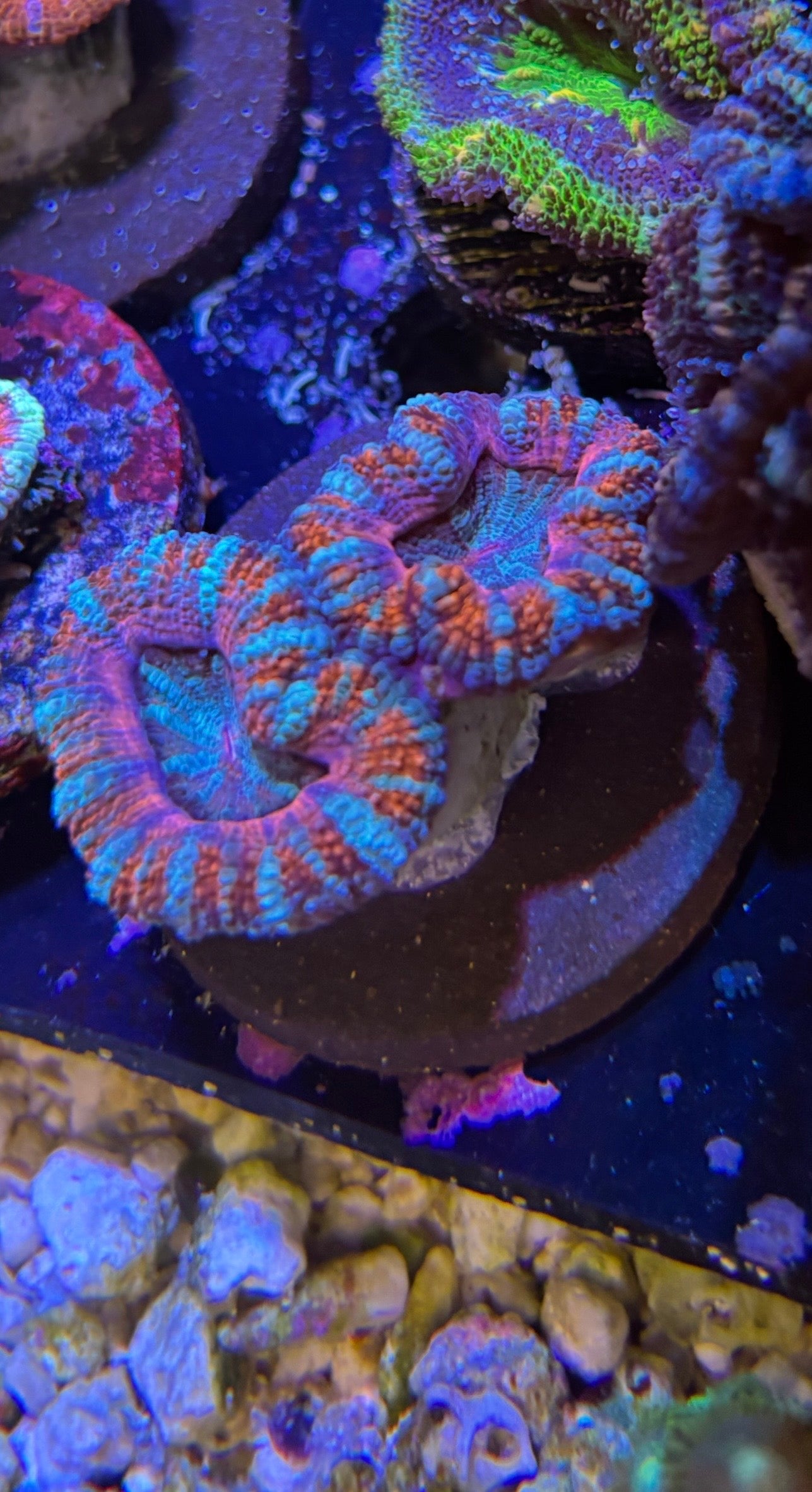 Rainbow Acan