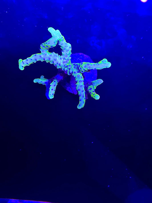 (CB) The thing acro