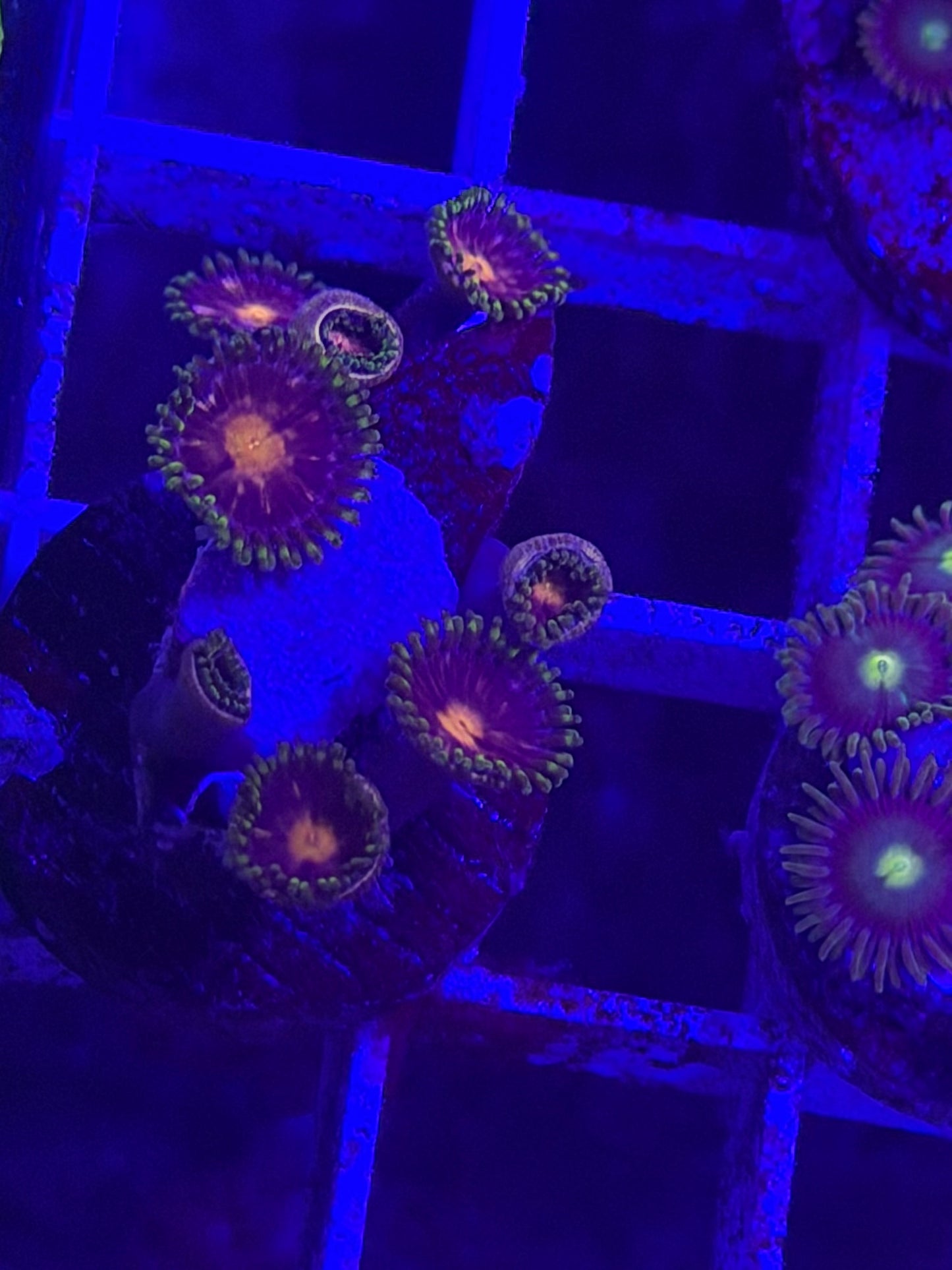 Nebula zoa