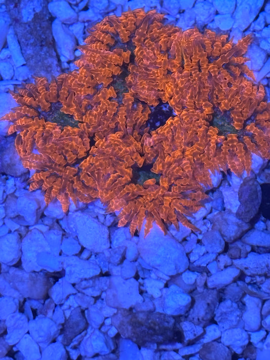 Assorted rock flower nem  red