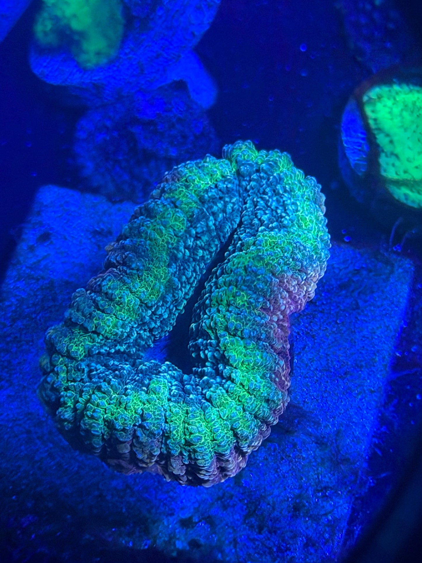 Green and red lobo