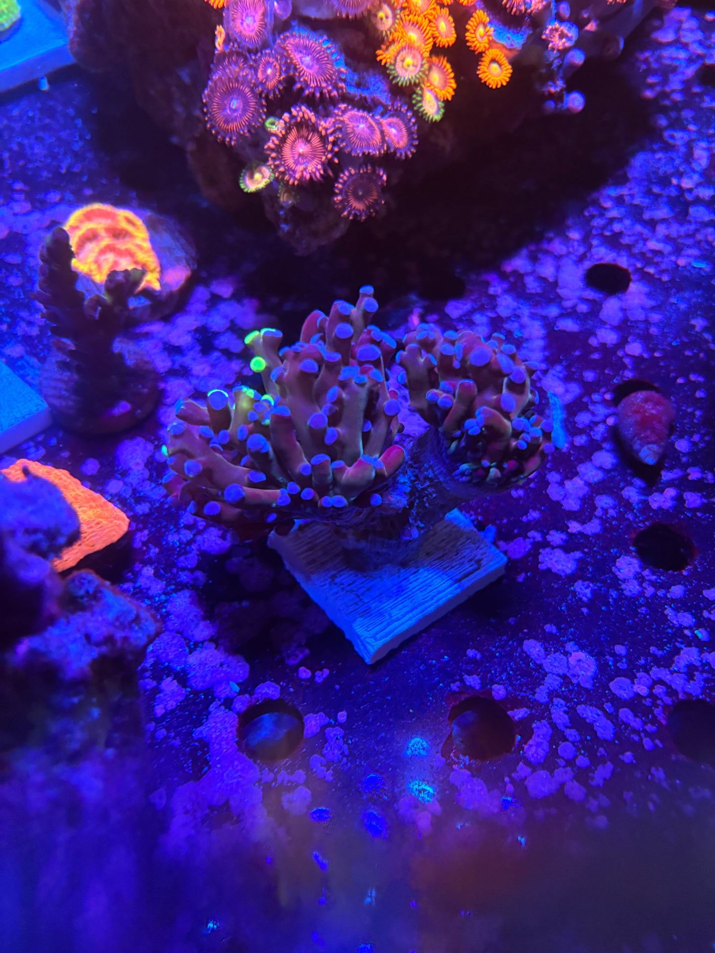 Bi-color toxic frog spawn ￼