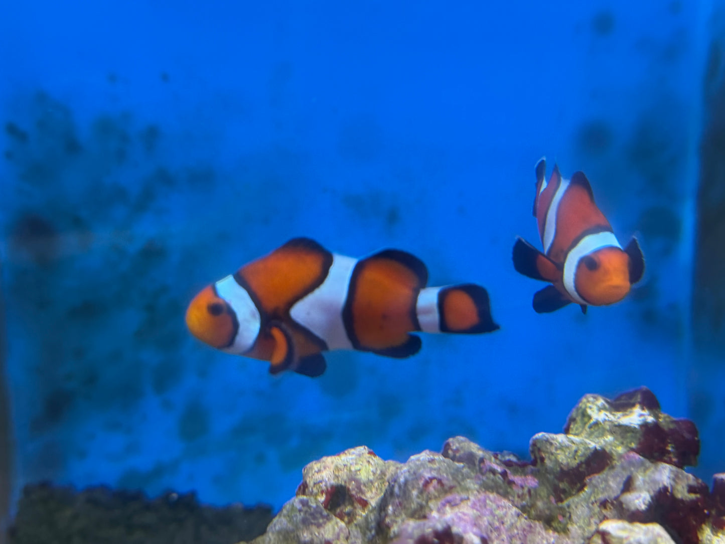 Clownfish pair.