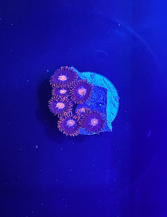 Superman Zoa
