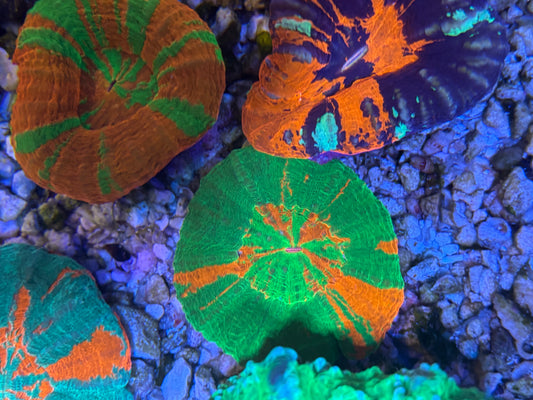 Bleeding apple scoly