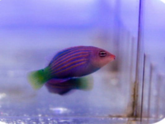 6 line wrasse
