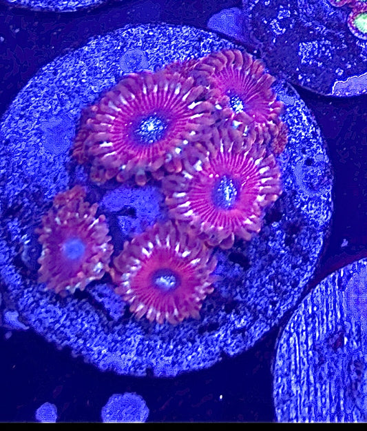 Warlock zoas