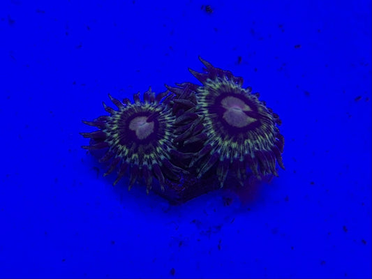 Solar storm zoa