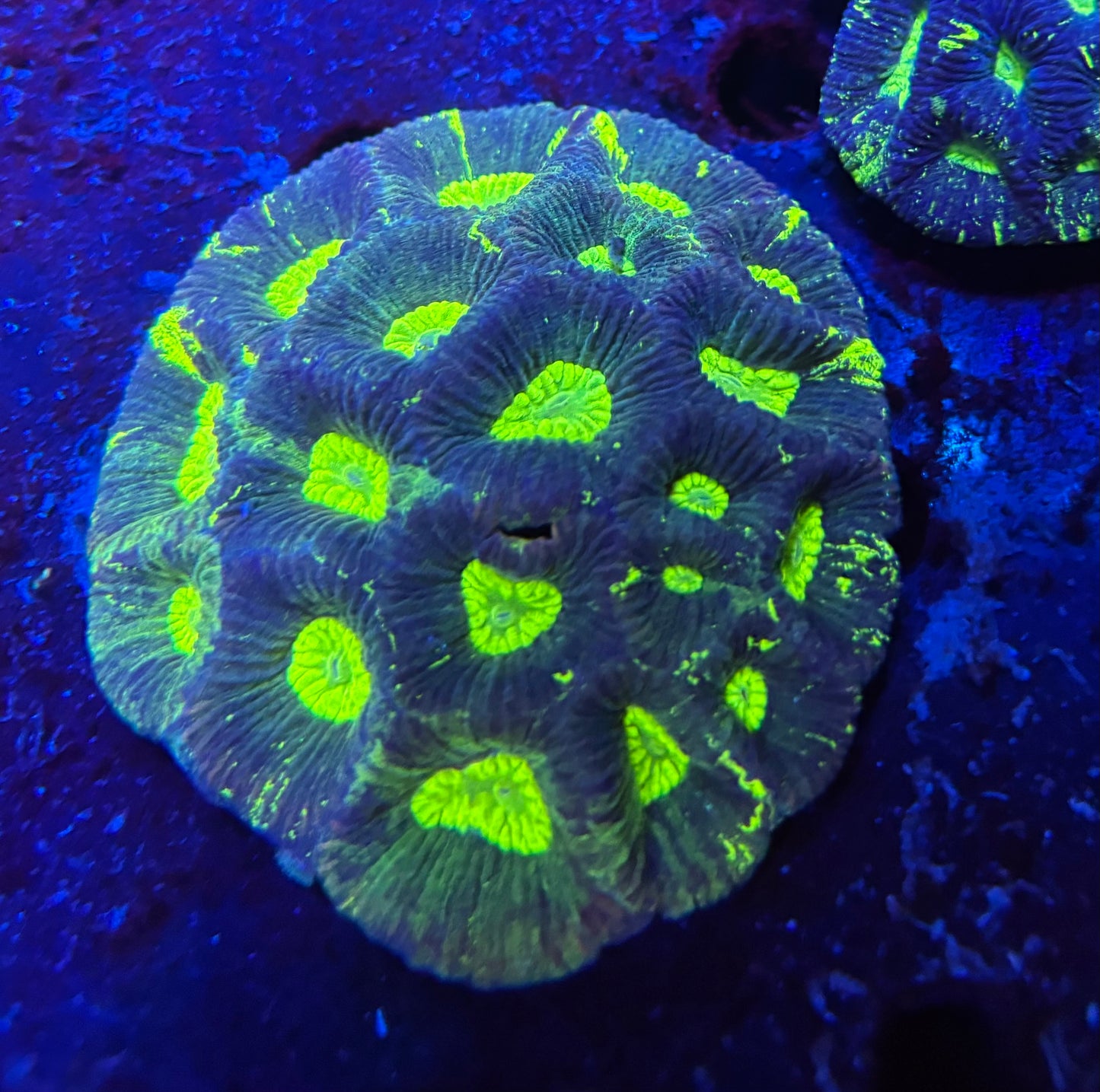 Aussie green goniastrea