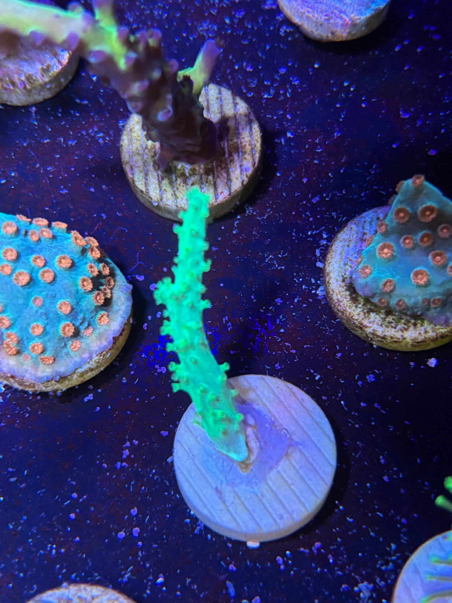 Neon green sinularia