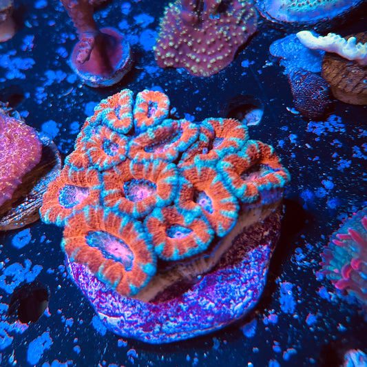 Mini Acan colony ￼