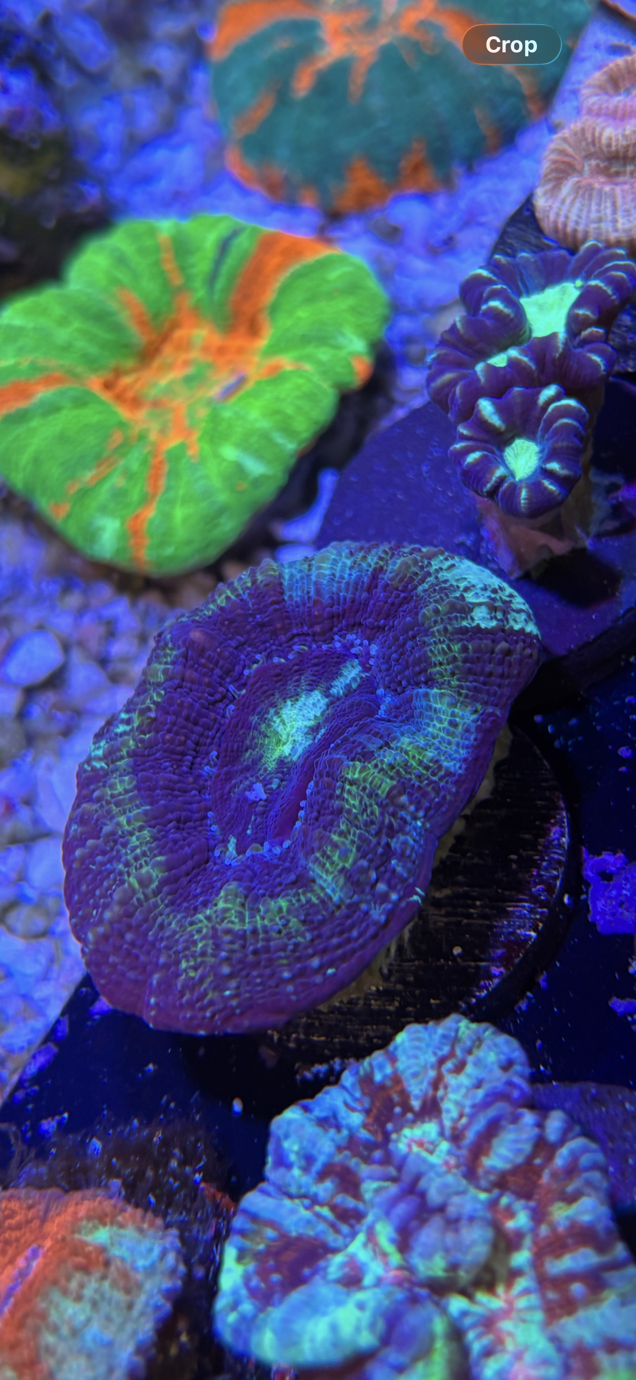 Green/purple bowerbanki