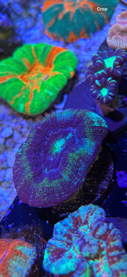 Green/purple bowerbanki