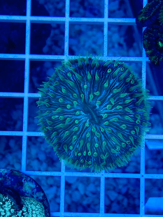 Neon green plate coral