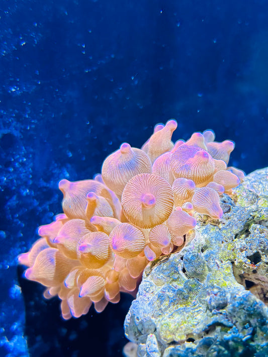 Rose bulb Nem