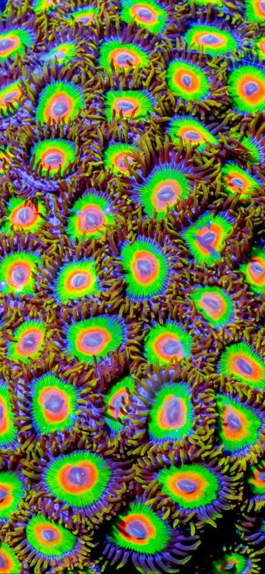 Rasta Zoa