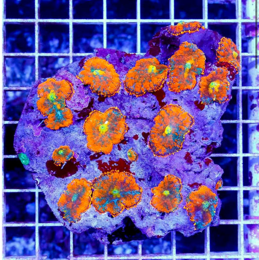 (NS) bullseye mushroom