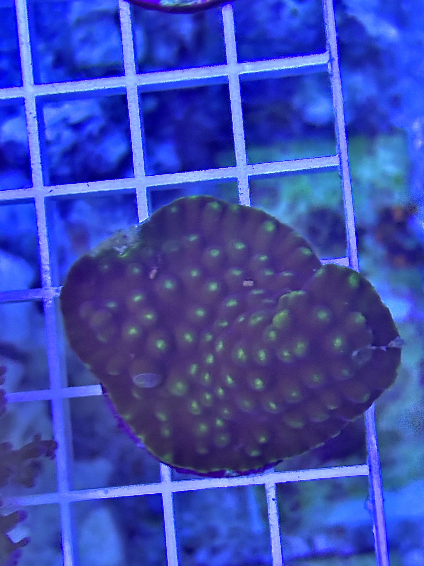Yellow scroll coral