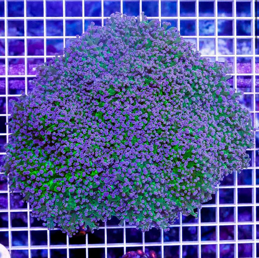 Purple tip frogspawn (wall)